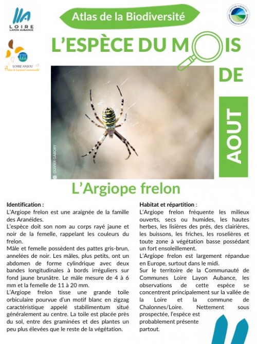 L'espèce du mois : l'argiope frelon !