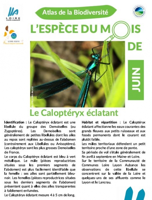 Espèce du mois de juin : Caloptéryx (libellule)