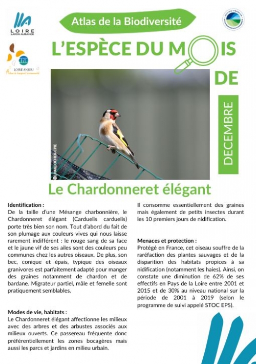 Atlas biodiversit&eacute; : l'esp&egrave;ce du mois est le Chardonneret &eacute;l&eacute;gant.