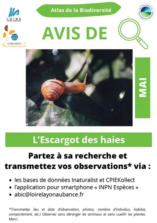 Avis de recherche sur l'escargot des haies l'animal du mois de l'Atlas de la Biodiversité.