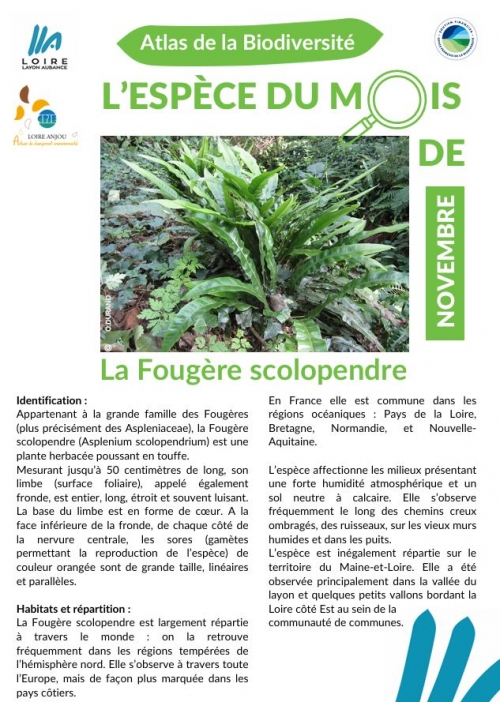 Espèce du mois de l'Atlas de la biodiversité : la fougère scolopendre !