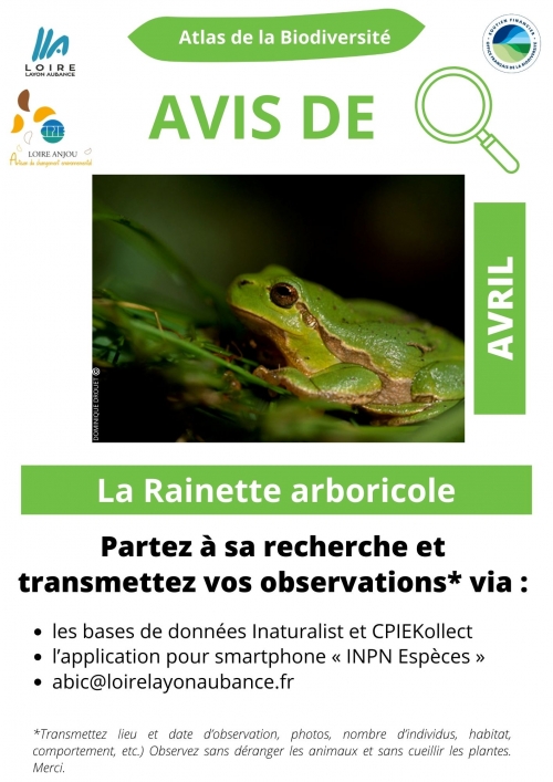 Avis de recherche sur la Rainette l'animal du mois de l'Atlas de la Biodiversité.