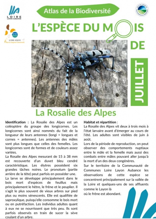 Espèce du mois : la Rosalie des Alpes !