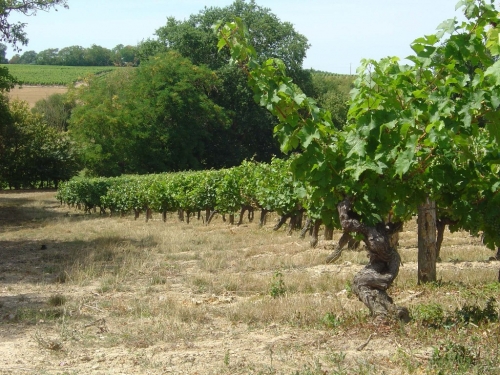 Coteaux de vigne