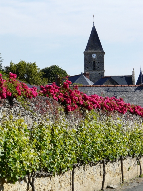 Treilles de chenin